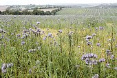 Lacy Phacelia (Phacelia tanacetifolia), Locarn area, Brittany, France