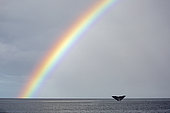 Tail of a sperm whale diving under the rainbow (Physeter macrocephalus), Vulnerable (IUCN), Dominica, Caribbean Sea, Atlantic Ocean. Digital composed.