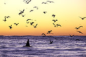 Adult killer whale, Orcinus orca, surfacing at dusk surrounded by birds. The birds look for the rest of the herrings left by the killer whales, Andenes, Andøya island, North Atlantic Ocean, Norway.