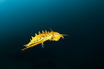 Gammare du Baïkal (Acanthogammarus victorii) nageant, Lac Baïkal, Sibérie, Russie