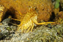 Gammare du Baïkal (Acanthogammarus victorii), Lac Baïkal, Sibérie, Russie