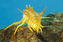 Gammare du Baïkal (Acanthogammarus victorii), Lac Baïkal, Sibérie, Russie