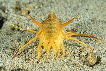 Gammare du Baïkal (Acanthogammarus victorii), Lac Baïkal, Sibérie, Russie