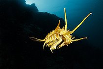 Gammare du Baïkal (Acanthogammarus victorii) nageant, Lac Baïkal, Sibérie, Russie