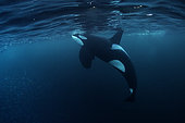 Killer whales, Orcinus orca, hunting for herrings Andenes, Andøya island, North Atlantic Ocean, Norway.