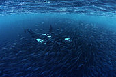 Killer whale, Orcinus orca, hunting inside a herrings ball to feed, Andenes, Andøya island, North Atlantic Ocean, Norway.