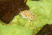 Freshwater isopod, Amphipod gammarus, (Acanthogammarus reichertii), Lake Baikal, Siberia, Russia