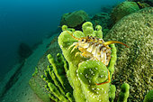 Freshwater isopod (Acanthogammarus lappaceus) on Demosponge (Lubomirskia baicalensis), Lake Baikal, Siberia, Russia