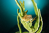 Freshwater isopod (Acanthogammarus lappaceus) on Demosponge (Lubomirskia baicalensis), Lake Baikal, Siberia, Russia