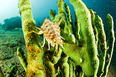 Freshwater isopod (Acanthogammarus lappaceus) on Demosponge (Lubomirskia baicalensis), Lake Baikal, Siberia, Russia