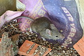 Domestic mouse (Mus musculus) in rubble, Spain