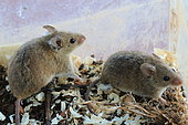 Western Mediterranean Mouse (Mus spretus), Spain