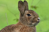 Portrait of domestic Rabbit, France