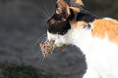 Domestic cat capturing a domestic mouse