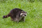 Raccoon (Procyon lotor), Hesse, Germany, Europe