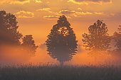Trees in morning mist at sunrise, Moerfelden-Walldorf, Hesse, Germany, Europe