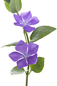 Bigleaf Periwinkle, Large Periwinkle, Greater Periwinkle or Blue Periwinkle (Vinca major) on white background