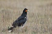 Carunculated Caracara (Phalcoboenus carunculatus), Ecuador