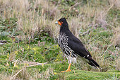 Carunculated Caracara (Phalcoboenus carunculatus), Ecuador