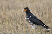 Carunculated Caracara (Phalcoboenus carunculatus), Ecuador