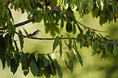 Spotted Flycatcher (Muscicapa striata) on a Cherry tree, Alsace, France