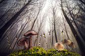 Mushrooms undergrowth, Luzzara, Reggio Emilia, Italy