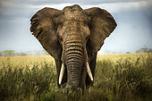 African Elephant (Loxodonta africana) in the savanna, Serengeti, Tanzania