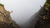 Alpine ibexes (capra ibex) in a rock cliff in the fog, Chablais mountains, Alps, France).