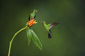 Green-crowned brilliant (Heliodoxa jacula), females perched and feeding on flower, Costa Rica