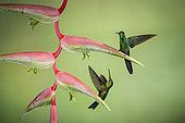 Green-crowned brilliant (Heliodoxa jacula), male and female on heliconia flower, Costa Rica, July
