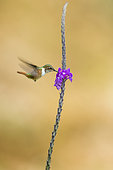 Scintillant hummingbird (Selasphorus scintilla), female eating on verbena flower, Costa Rica