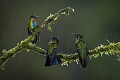 Magnificent hummingbird (Eugenes fulgens), and Fiery-throated hummingbirds (Panterpe insignis) under rain, Talamanca Mountains, Costa Rica, July
