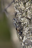 Grey Cicada (Cicada orni), Placed on an oak cork face to face with an ant as for a dialogue of the fable of Jean de La Fontaine, In summer in the plain of the Maures, Var 83, France