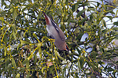 Bohemian Waxwing (Bombycilla garrulus), Adult eating mistletoe (Viscum album) berries in winter, Urban park in Nancy, Lorraine, France