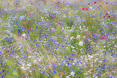 Flower meadow with cornflower (Centaurea cyanus), garden cosmos (Cosmos bipinnatus), Sulfur Cosmos (Cosmos sulphureus), Indre, Berry, France