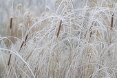 Frost on bulrush (Typha sp)