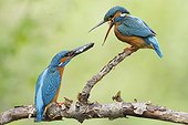 Common Kingfisher (Alcedo atthis) Nuptial gift, Alsace, France