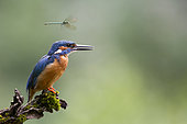 Dragonfly in flight over a Common Kingfisher (Alcedo atthis) on a branch, Alsace, France