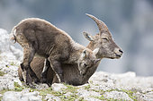 Alpine Ibex (Capra ibex) female and young cuddling, Creux du Van, Switzerland