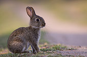 European rabbit (Oryctolagus cuniculus) by the roadside, Alsace, France