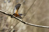 Common Kingfisher (Alcedo atthis) defending its territory, Alsace, France