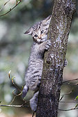 Young Wild Cat (Felis sylvestris) playing on a tree, Bavaria, Germnay