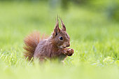 Red Squirrel (Sciurus vulgaris) with a nut in the paw, Alsace, France