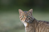 Wild cat (Felis silvestris) hunting, Alsace, France