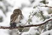 Pygmy Owl (Glaucidium passerinum), female with prey on a snowy branch, Alps, France