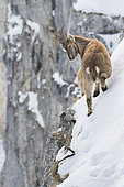 Alpine Ibex (Capra ibex) on snowy cliff, France
