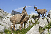 Ibex (Capra ibex) females and youngs on rocks, Grand Bornand, Haute-Savoie, France
