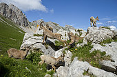 Ibex (Capra ibex) females and youngs on rocks, Grand Bornand, Haute-Savoie, France