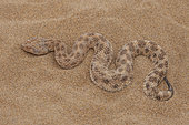 Vipère de l'Erg, Sand Viper (Cerastes vipera) on sand, North West Morocco