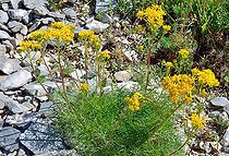 Groundsel (Senecio adonidifolius). Habitat: rocks on siliceous soils, heath. Mountain zone. Pyrenees, France